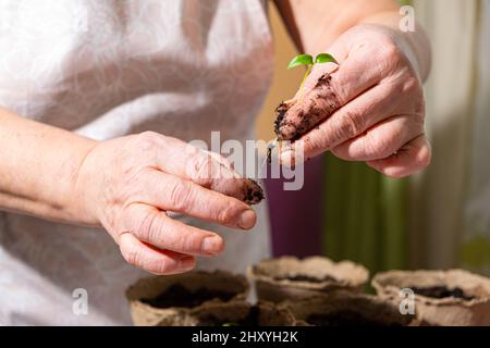 Nahaufnahme der Hände älterer Frauen, die während der Pflanzung von Pfefferpflanzen in Torftöpfen arbeiten. Frühfrühlingsanpflanzung. Konzept des ökologischen Gemüseanbaus Stockfoto