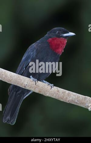 Ein Purpurkehlchen Fruitcrow, Querula purpurata, thront Stockfoto