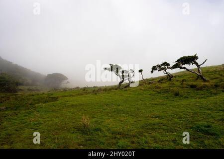 Pico, Portugal - 04. August 2021 : Azoren Wacholderbäume Stockfoto