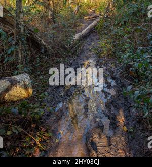 Intime Landschaft des Flusses Wandle im Beddington Park, Greater London, England Stockfoto