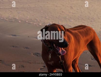 Rhodesian ridgeback an einem Sandstrand bei Sonnenuntergang Stockfoto