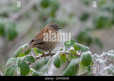 Dunnock-Prunella modularis liegt auf Brambles, die mit Reifrost bedeckt sind. Stockfoto