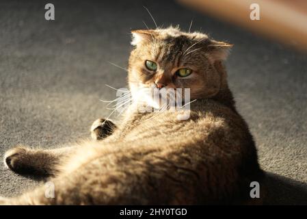 Nahaufnahme einer niedlichen Scottish Fold Brown Katze, die lag und zurück zur Kamera schaute Stockfoto