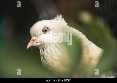 Selektiver Fokus von weißer taubenaussehender Seite auf unscharfem Hintergrund Stockfoto