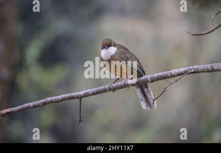 Nahaufnahme der weißkehligen Lachdrossel, Pterorhinus albogularis. Stockfoto