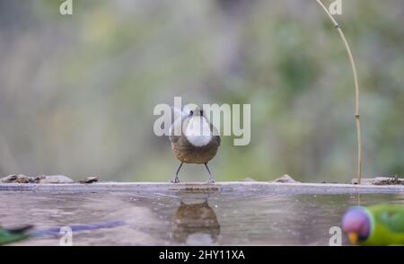 Nahaufnahme der weißkehligen Lachdrossel, Pterorhinus albogularis. Stockfoto