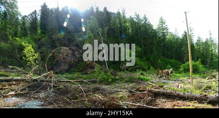 Forstwirtschaft. Holzverlust beim Holzeinschlag. Der Stamm des Baumes (abgegrenzter Stamm) wird abgeschnitten und herausgenommen (Rundholz), und der Gipfel wird seit dem Baumstamm in den Wald geworfen Stockfoto