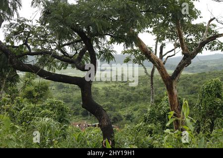 Luftaufnahme eines wunderschönen Waldes in Freetown, Sierra Leone Stockfoto