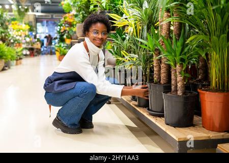 Ganzkörper-Seitenansicht einer afroamerikanischen Arbeiterin im Vorfeld, die während der Arbeit im Blumengeschäft grüne Chamaedorea-Palme beobachtete Stockfoto