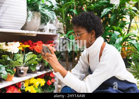 Seitenansicht der afroamerikanischen Floristin, die während der Arbeit in einem Geschäft mit leichten Blumen Fotos von bunten Gerberas in Topfform auf dem Smartphone fotografiert Stockfoto