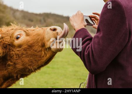 Seitenansicht eines gesichtslosen Mannes in warmer Kleidung, der auf einer Wiese auf Gras stand und eine braune Kuh mit einer Zunge fotografiert, die auf der Wiese auf dem Land hängt Stockfoto