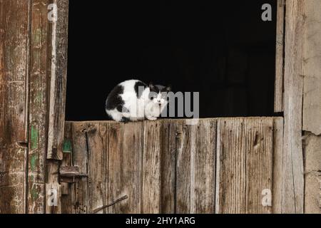 Entzückende weiße flauschige Katze mit schwarzen Flecken, die am Sommertag auf dem Land auf einem schäbigen Holzzaun sitzt Stockfoto