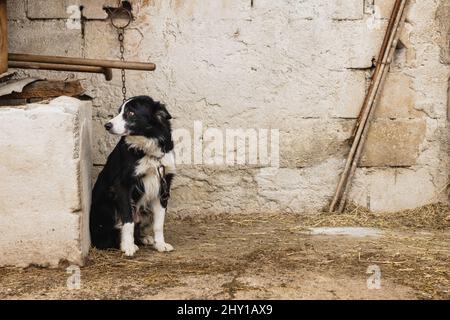 Entzückende schwarze Grenze Collie Hund mit weißen Flecken sitzen auf Kette in der Nähe schäbigen Steinmauer des Gebäudes in ländlicher Umgebung Stockfoto