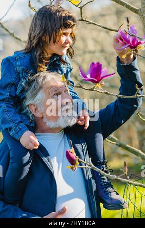 Bärtiger älterer Mann mit lächelnder Enkelin auf den Schultern, der blühende rosa Blumen auf dem Magnolia campbellii Baum berührt, der im Frühlingswald wächst Stockfoto