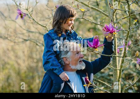 Bärtiger älterer Mann mit lächelnder Enkelin auf den Schultern, der blühende rosa Blumen auf dem Magnolia campbellii Baum berührt, der im Frühlingswald wächst Stockfoto