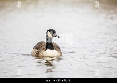 Single Canada Gans branta canadensis schwimmen auf einem lokalen Teich isoliert von der Hintergrundfront auf Stockfoto