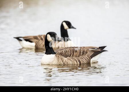 Zwei Kanadagänse branta canadensis, die auf einem lokalen Teich schwimmen, der von der Hintergrundseite isoliert ist Stockfoto