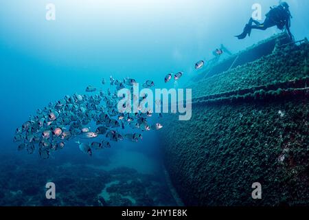 Professioneller Taucher, der in der Nähe eines alten, mit Moos bedeckten Schiffes im tiefen, klaren Meer mit Fischschwärme schwimmt Stockfoto