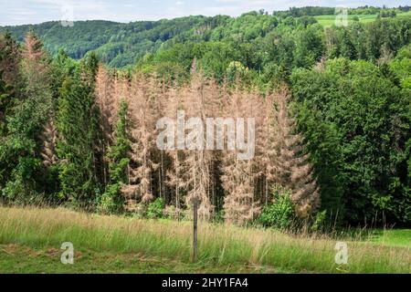 Wald mit Bäumen mit Dieback in Süddeutschland Stockfoto