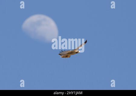 Rotschwanzhacklibber, Buteo jamaicensis, der mit dem Mond im Hintergrund in die Höhe ragt Stockfoto