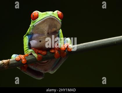 Nahaufnahme eines rotäugigen grünen Baumfrosches auf einem Ast, schwarzem Hintergrund Stockfoto