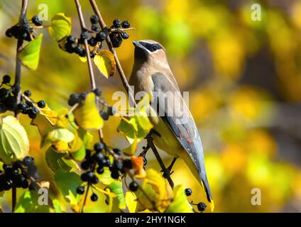 Nahaufnahme eines Zedernwachsflügels, der im Herbst nach Sanddornbeeren pflückt, auf einem Zweig positioniert, mit einem weichen natürlichen Hintergrund. Stockfoto