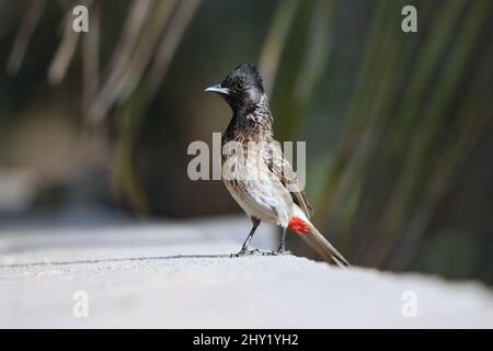 Nahaufnahme eines gelb belüfteten Bulbul, der auf einem Stein auf einem verschwommenen Hintergrund thront Stockfoto