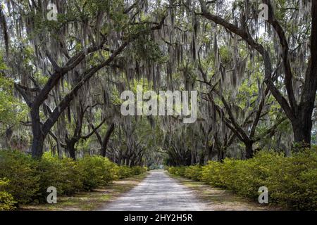 Blick auf eine lange unbefestigte Straße unter spanischem Moos, das von lebenden Eichen auf dem Bonaventure-Friedhof in Savannah, Georgia, USA hängt Stockfoto