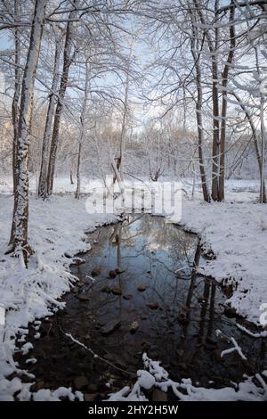 Bach umgeben von verschneiten Wäldern Stockfoto