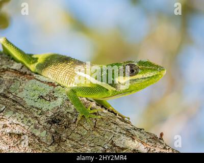 Flaches Fokusfoto einer Eidechse auf einem Baumstamm Stockfoto