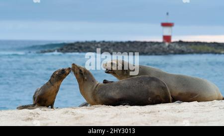 Sea Lions am Point Carola Beach (Playa Punta Carola), San Cristóbal, Galápagos, Ecuador Stockfoto