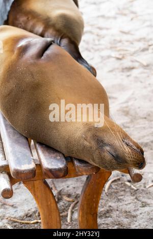 Seelöwe ruht auf der Bank, San Cristóbal, Galápagos, Ecuador Stockfoto