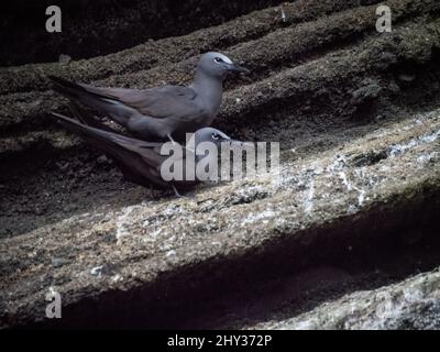 Ein Paar brauner Noddyseeschwalben (Anous stolidus) zeigen Paarungs- und Balzverhalten, während sie auf einer vulkanischen Felsklippe auf Isla Isabela, den Galápagos-Inseln, sitzen Stockfoto