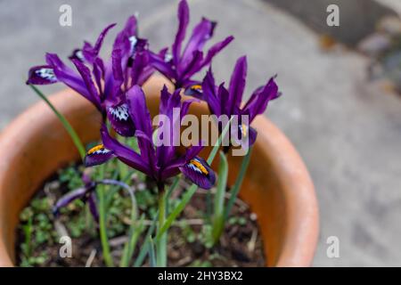 Iris reticulata Pauline gepflanzt mit Iris reticulata J.S.Dijt. Stockfoto