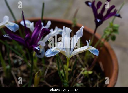Iris Reticulata „Frozen Planet“ Stockfoto