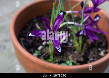 Iris Reticulata Pauline. Stockfoto