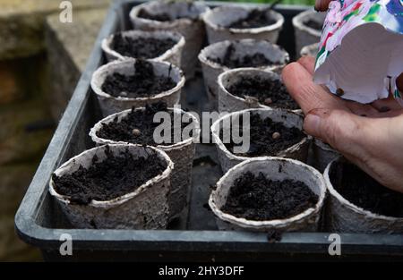 Süsse Erbsen aussäen. Die Samen werden aus einer Packung geleert und in Fasersaatentöpfe gepflanzt. Stockfoto