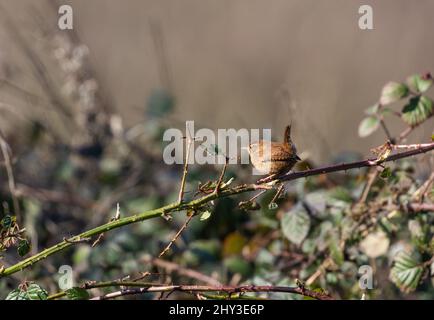 Ein winziger Zaunkönig (uk) - Troglodyten - thront auf einem dornigen Bramble Ast. Stockfoto