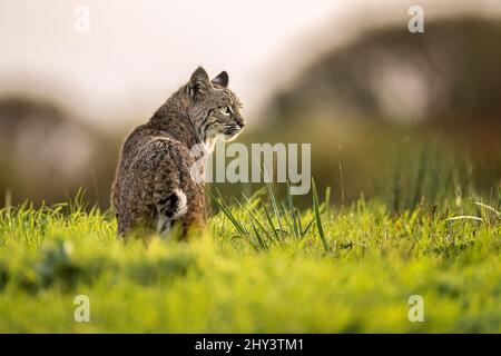 Bobcat Stockfoto