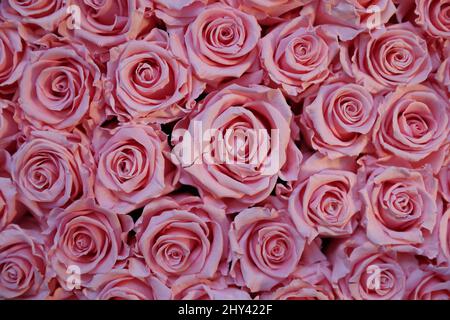 Bild von vielen rosa schönen Rosen Stockfoto
