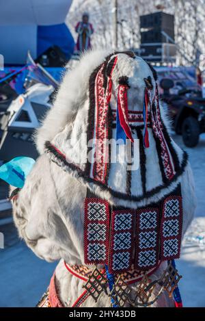 Traditionelles Nenet-Rentier-Fell-Kopfschmuck beim Rentier Herdes Festival in Salekhard, Yamalo-Nenzen Autonomous Okrug, Russland Stockfoto