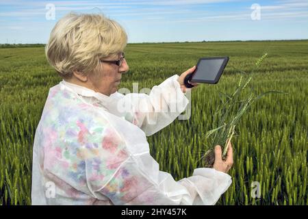 Die kaukasische Agrarwissenschaftlerin in einem Schutzanzug überprüft mit ihrem Tablet die Qualität des Weizens Stockfoto