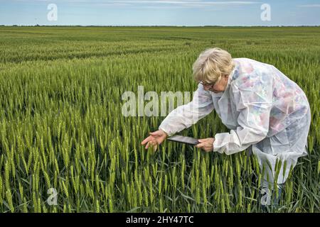 Die kaukasische Agrarwissenschaftlerin in einem Schutzanzug überprüft mit ihrem Tablet die Qualität des Weizens Stockfoto