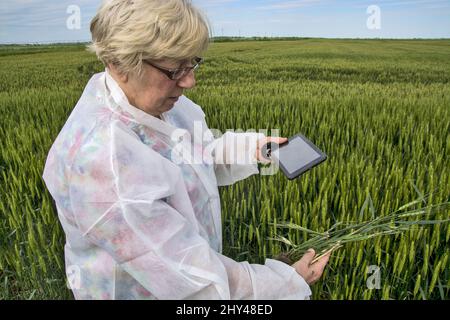 Die kaukasische Agrarwissenschaftlerin in einem Schutzanzug überprüft mit ihrem Tablet die Qualität des Weizens Stockfoto