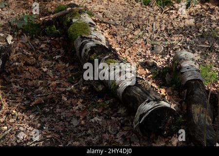 Epsom Surrey England Epsom Common Local Nature Reserve Alter Verfallender Gefallener Silberbirkenbaum Stockfoto