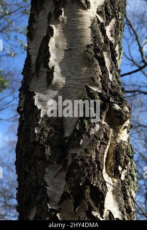 Epsom Surrey England Epsom Common Local Nature Reserve Nahaufnahme des Silver Birch Tree Trunk Stockfoto