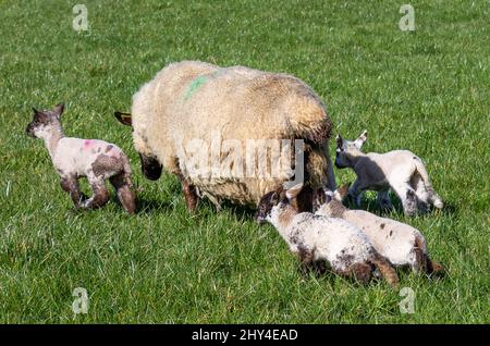 Schwarz gesichtige Ewe Schafe mit vier Lämmern Stockfoto