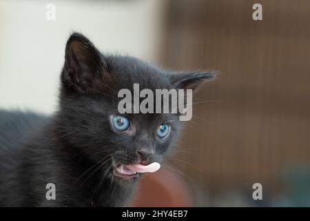 Nahaufnahme eines kleinen schwarzen Kätzchens mit schönen blauen Augen, die seine Zunge herausstreckt Stockfoto