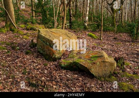Zwei Geröllsteine in der Nähe eines alten Steinbruchs in Beeley Wood, Oughtibridge, mit leuchtend orangefarbenen Flechten und hellgrünem Moos, die darüber wachsen. Stockfoto