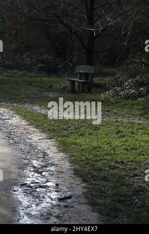 Epsom Surrey England Epsom Common Local Nature Reserve Muddy Fußweg an der Bank Stockfoto